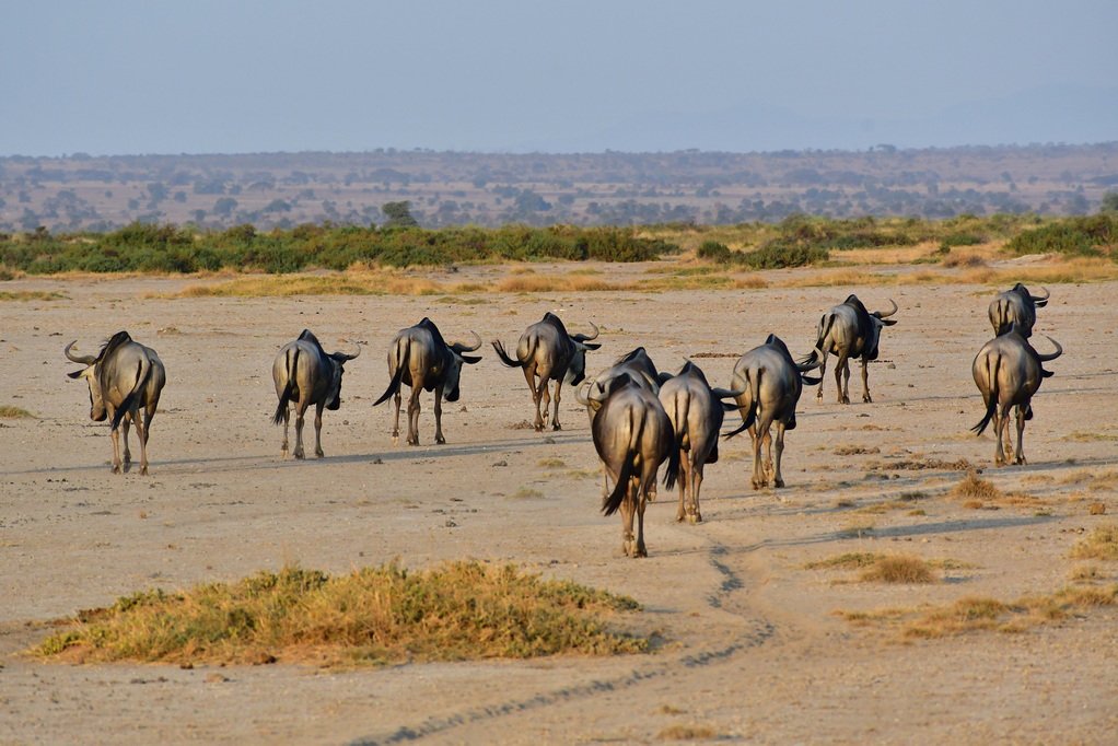 Amboseli Nat. Reserve
